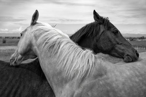 Horses, Black And White, Canvas, White, Black, Art