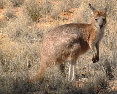 Aboriginal Fires Actually Increase Kangaroo, Lizard Populations | Popular Science Kangaroo Facts, Funny Stories For Kids, Christmas Humor Ecards, Happy Quotes Funny, Art Quotes Funny, Funny Memes About Life, Funny Animals With Captions, Work Quotes Funny, Funny Quotes Sarcasm