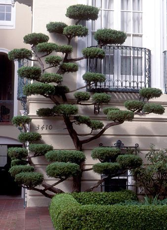 Hanging Trellis, Obelisk Ideas, Cloud Pruning, Garden Obelisk, Topiary Garden, Tree Garden, Hanging Tree, The Secret Garden, Formal Gardens