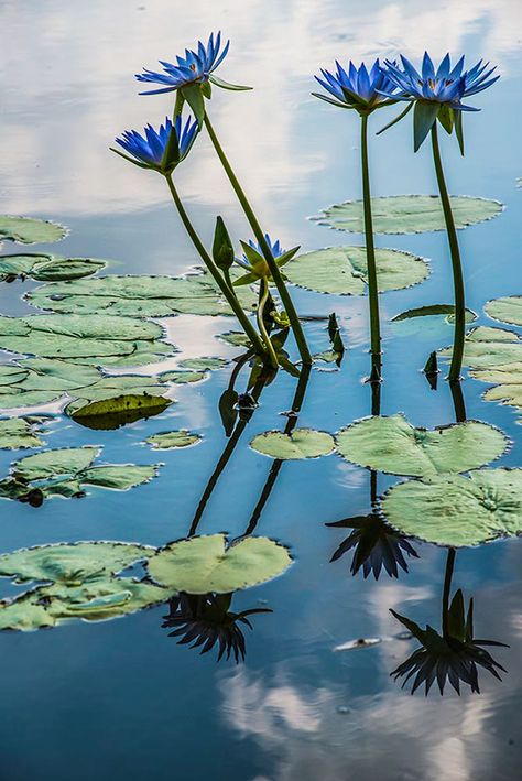 Blue Lotus Flower Photography, Blue Lotus Wallpaper, Blue Water Lilly, Aquatic Flowers, Blue Water Lily, Water Lilies Painting, Lotus Flower Pictures, Blue Lotus Flower, Water Lily Pond