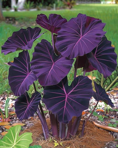 Alocasia Black Velvet, Anthurium Flower, Alocasia Plant, Gothic Garden, Miniature Plants, Pretty Plants, Green Nature, Green Garden, Exotic Plants