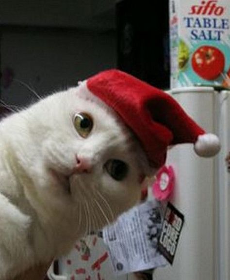 Ho, Ho, Ho… Helloooooo….. Kitty Quotes, Cats Humor, Cat Funnies, Christmas Kitties, Gatos Cool, Santa Cat, Funny Bones, Christmas Funny, Funny Phrases