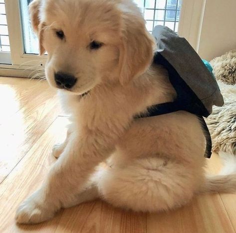 Puppy con mochila Cele Mai Drăguțe Animale, Golden Retriever Mix, Psy I Szczenięta, Super Cute Puppies, 골든 리트리버, Cute Puppy Pictures, 강아지 그림, Cute Little Puppies