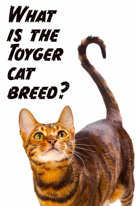 What is the Toyger cat breed? - Cat breed reviews from The Happy Cat Site. Toyger Kitten, Toyger Cat, Domestic Cat Breeds, Cat Whisperer, F2 Savannah Cat, Wild Tiger, Cat Talk, Cat Spray, Cat Breed