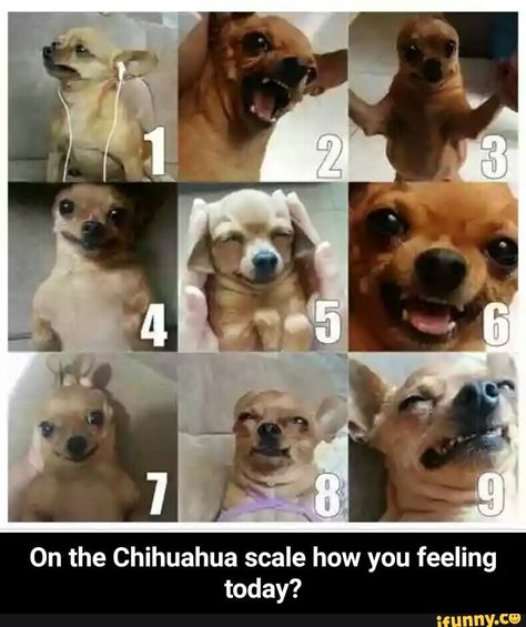 On A Scale Of 1 To 10 Funny, How Are You Feeling Today Chart Funny, How Do You Feel Today Chart Funny, How Do You Feel Today Scale, What Mood Are You Today, How You Feeling Today, Dog Mood Pics, On A Scale Of How Are You Feeling Today, How Are You Doing Today