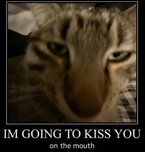 You Are Now My Boyfriend Cat, Imma Touch You, Silly Cats Pictures, Cat Boarding, Silly Animals, Silly Pictures, Funny Cute Cats, Silly Cats, Cats Meow