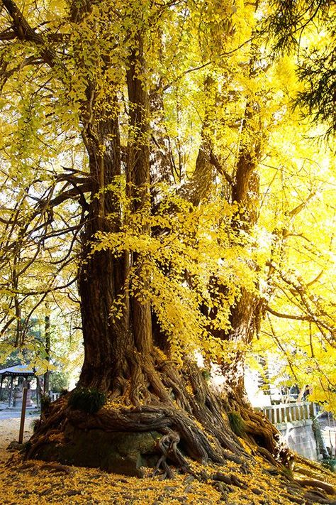 Autumn Crown, Ginkgo Tree, Late Autumn, Space Backgrounds, Gold Tree, Pretty Landscapes, Ancient Tree, Ginkgo Biloba, Fantasy Setting