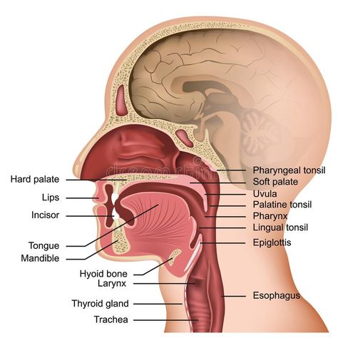 Anatomy of the mouth and tongue medical illustration on white background. Eps 1 #Sponsored , #SPONSORED, #ADVERTISEMENT, #tongue, #Anatomy, #Eps, #medical Lingual Tonsils, Mouth Anatomy, Human Body Organs, Soft Palate, Basic Anatomy And Physiology, Medical Student Study, Yoga Kurse, Human Body Anatomy, Tongue Health