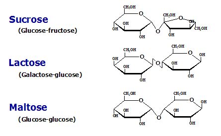 Carbohydrates- Monosaccharides, Disaccharides, Polysaccharides Sensible Quotes, Biology Revision, A Level Biology, Revision Guides, Chemical Bond, Biology Facts, Water Molecule, Biology Notes, Oxford University Press