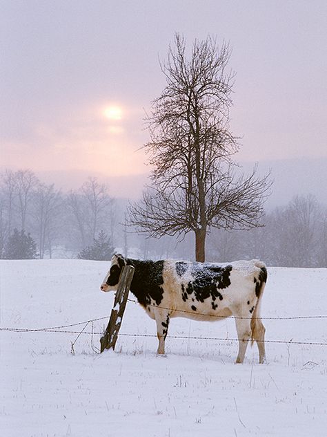 cow Dairy Cows, Cow Art, Winter Beauty, Snow Scenes, Winter Wonder, Country Farm, Cute Cows, Winter Scenes, Winter Time