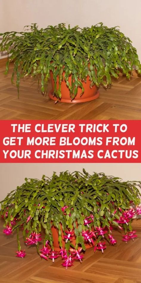 Cacti Garden, Christmas Cactus Care, Christmas Cactus Plant, Easter Cactus, Thanksgiving Cactus, Holiday Cactus, Garden Remedies, Cactus Care, Household Plants