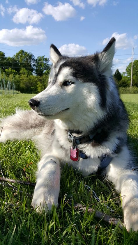 Such a pretty girl! Haski Dog, Siberian Dog, Husky Pet, Cute Husky Puppies, Puppy Dog Pictures, White Husky, Malamute Dog, Cute Husky, Siberian Husky Dog