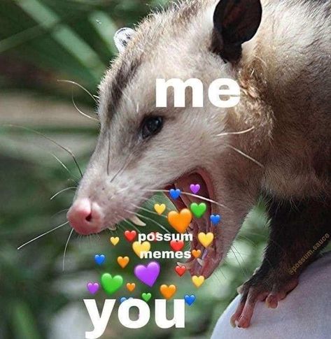 Possum Cute, Possum Memes, Boy Gang, Weird And Funny, Awesome Possum, Dogs Funny, Trash Panda, Silly Animals, Cute Memes