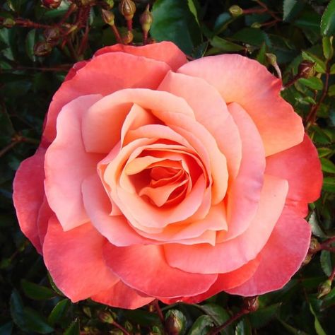 PRICES MAY VARY. The main color of the flower may have variations from light to dark shades depending upon the lot. This rose is named after colors Open to show off 4-5 inch flowers with 30+ petals Double blooms are high-centered and produced in shades of peach, coral and salmon Makes an excellent cut flower for arrangements Coral Rose Plant Live Ready To Grow Outdoor Indoor, Rose Bush Live Plant For Planting, Fragrant Rose Flowers Vibrant Blooms Flower May, Coral Roses, Fragrant Roses, Rose Plant, Coral Rose, Shades Of Peach, Coral Flowers, Planting Roses, Rose Bush