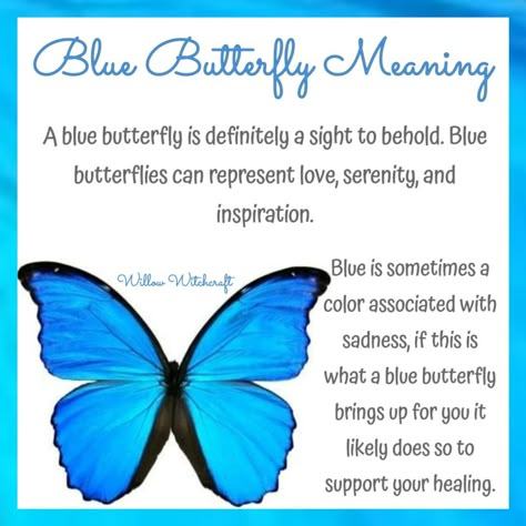 Willow Witchcraft Blue Butterfly Symbolism Meaning, Blue Butterfly Spiritual Meaning, Butterfly Symbolism Meaning, Blue Butterfly Meaning, Butterfly Symbolism, Butterfly Meaning, Spirit Animal Meaning, Animal Meanings, Animal Spirit Guides