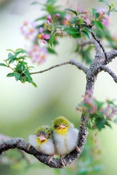 oldandshabby: “(via Pin by Jodie Tranter on A GARDEN OF MEMORIES✿⊱╮ | Pinterest) ” Birds Sitting, Kinds Of Birds, All Birds, Pretty Birds, Colorful Birds, Cute Birds, Little Birds, Small Birds, Akita