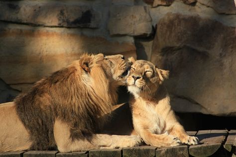 Lions In Love, Lion Couple, Lion Cubs, Lions Photos, Lion And Lioness, Gato Grande, Lion Love, Lion Pictures, African Lion