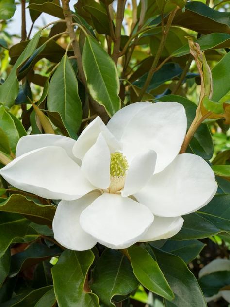 Magnolia Tree Types, Magnolia Tree Tattoo, Magnolia Shrub, Southern Magnolia Tree, Evergreen Magnolia, Tulip Magnolia, Monrovia Plants, Magnolia Grandiflora, Tattoo Beautiful