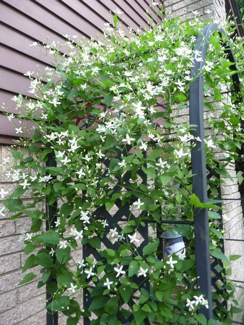 Sweet Autumn Clematis Climbing Vine on an arbor located at the side of my house.  Vibrant green leaves smothered during fall in fragrant snow-white flowers.  Hardiness Zone: 5. Fall Clematis White Flowers, Small Trellis, Sweet Autumn Clematis, Autumn Clematis, Urban Garden Design, Balcony Gardening, Landscape Gardening, Climbing Hydrangea, Jasmine Plant