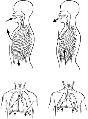 The breathing process in humans: inhalation and exhalation. Inhalation And Exhalation, Chromosome Structure, Respiratory System Anatomy, Muscular System Anatomy, Breathing System, Medical Things, Biology Diagrams, Inhale And Exhale, Muscular System