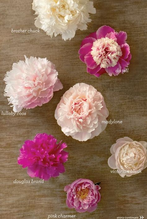 Different types of Peonies Vintage Wedding Stationery, Peony Colors, Wafer Paper Flowers, Growing Peonies, Very Beautiful Flowers, Plant House, Gardening Landscaping, Backyard Plants, Flower Meanings