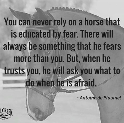 Love this. Horse Training Quotes, Horses Andalusian, Horse Clydesdale, Horses Arabian, Equine Quotes, Horse Quotes Funny, Inspirational Horse Quotes, Horse Riding Quotes, Equestrian Quotes