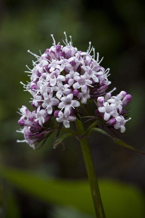 Valerian Flower, Flower Widget, Zodiac Vibes, Witch Crafts, Sonic Oc, Witch Queen, Violet Plant, Future Garden, Valerian Root