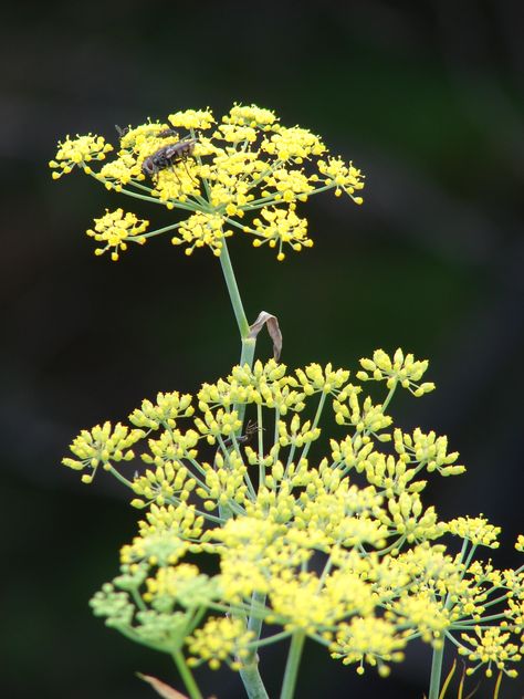 Fennel (foeniculum vulgare)....strength Fennel Aesthetic, Foeniculum Vulgare, Picture Dictionary, Language Of Flowers, Macrame Diy, Fennel, Sicily, Flower Power, Saving Money