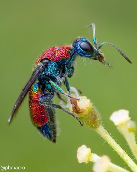 How Modern Camera Tech Enables Ethical Macro Insect Photography | PetaPixel