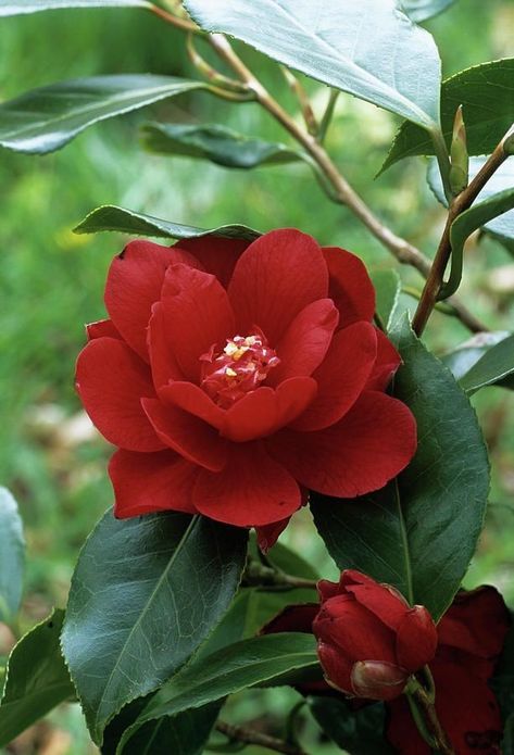 Camellia Plant, Red Camellia, Blossom Garden, Camellia Flower, Big Flowers, Botanical Flowers, Exotic Flowers, Photo Library, Flowers Nature