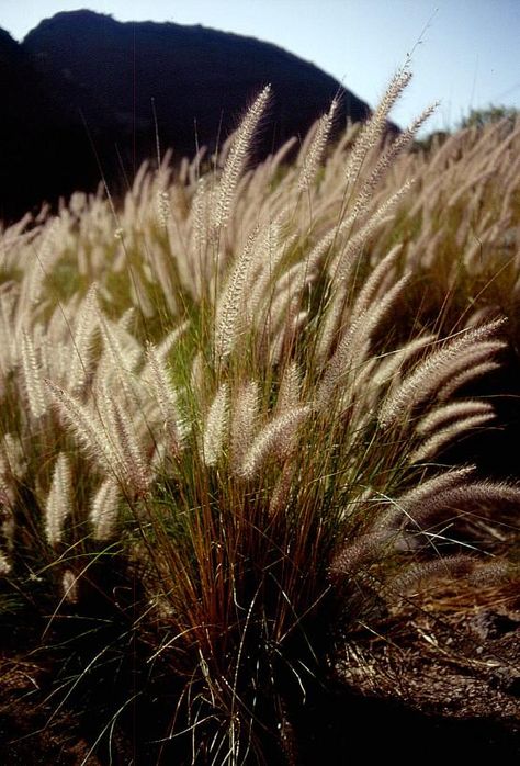 Pennisetum Setaceum, Fountain Grass, The Wind, Herbs, Plants