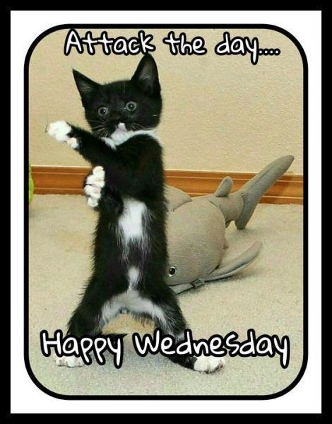 Funny Wednesday Quotes, Happy Wednesday Pictures, Wednesday Memes, Good Morning For Him, Wednesday Humor, Wacky Wednesday, Good Morning Motivation, Good Morning Wednesday, Happy Wednesday Quotes