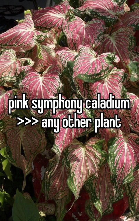 Pink Symphony Caladium, Symphony Caladium, Plant Tips, Eco Garden, Flowers Plants, Cinnamon Sugar, Pretty Flowers, Cinnamon, Trees