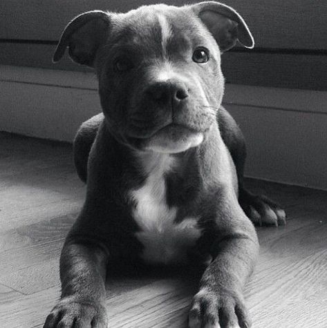 GENTLEMAN'S ESSENTIALS Staffordshire Terriers, American Staffordshire Terrier, American Staffordshire, Staffordshire Bull Terrier, Staffordshire Terrier, Pit Bulls, Pitbull Dog, Terrier Dog, Terrier Dogs