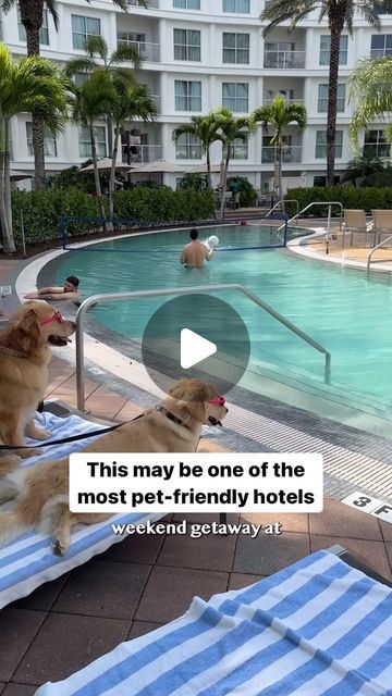 Golden Retriever Life on Instagram: "Pet-friendly hotels are the best!

Thank you, @meliaorlando and @eatatthewilson, for going above and beyond to make Ellie and Emma’s vacation memorable.

@experiencekissimmee 

#ExperienceKissimmeePartner #goldenretrieverlife #dog #petfriendly #MyKissimmee #SoulMatters #smile #bffs" Pet Friendly Hotels, Family Trips, Kissimmee, Above And Beyond, Vacation Ideas, Weekend Getaways, Family Travel, Pet Friendly, Golden Retriever