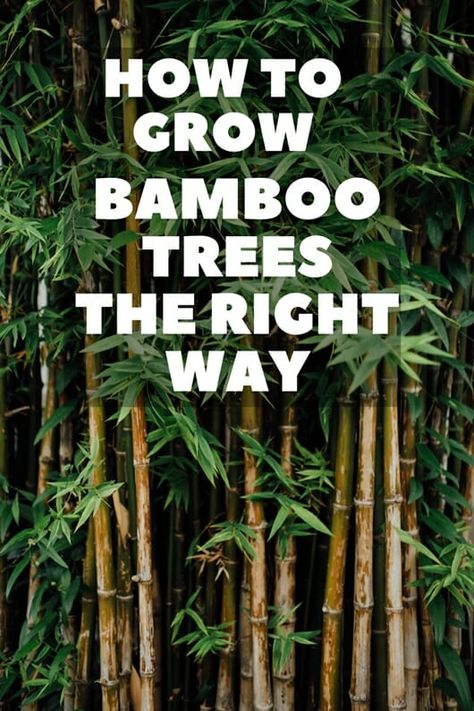 How To Grow Bamboo Trees The Right Way In The Yard? How To Grow Bamboo Outdoors, Bamboo In Garden Design, Growing Bamboo Outdoors, Bamboo Screening Plants, Bamboo Garden Ideas, How To Grow Bamboo, Bamboo House Plant, Bamboo Farm, Indoor Bamboo