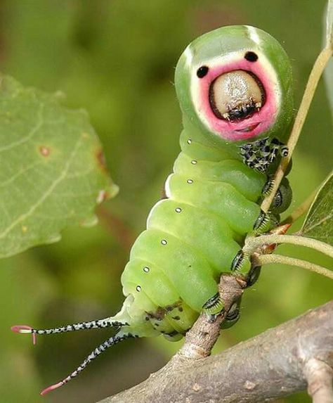 Puss mouth caterpillar. Looks like the insect world's version of Alien! Giant Caterpillar, Grub Worms, Caterpillar Insect, Scary Animals, Bug Collection, Green Animals, Cool Insects, Cool Bugs, Zoo Wee Mama