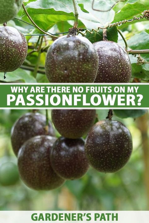 Passion Fruit Vine Ideas, Growing Passion Fruit, Passionfruit Vine, Gardening Veggies, Passion Fruit Plant, Rural Garden, Fruit Paradise, Homestead Gardening, Vine Fruit