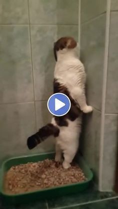 Funny Cat Videos to Make Your Day in 2022 | Funny cat videos, Funny cats and dogs, Funny cute cats Image Chat, Dancing Cat, Cute Kitten Gif, Suitcase Packing, Kitten Gif, Funny Cats And Dogs, Funny Cute Cats, Packing Tips For Vacation, Funny Cat Videos