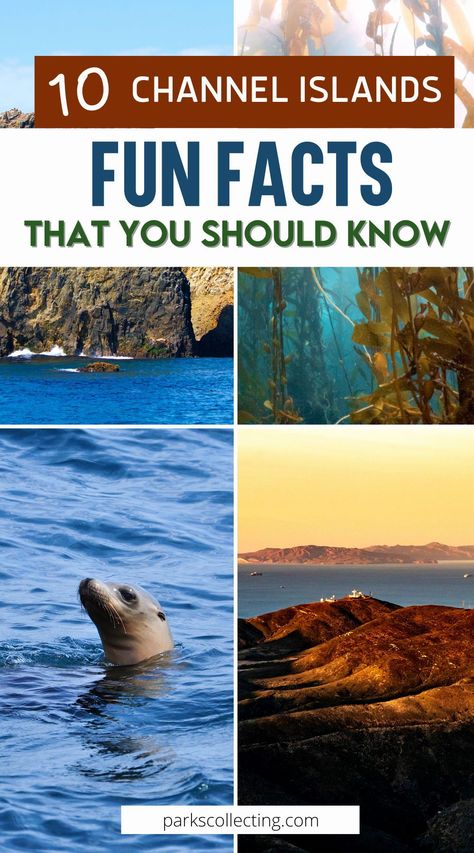 Uncover the wonders of Channel Islands California with these fun facts! Did you know that this unique national park is home to species found nowhere else on the planet? Learn about the rich history, stunning landscapes, and incredible biodiversity of Channel Islands California. Whether you're planning a visit or just curious, these fascinating tidbits will spark your interest and inspire your next adventure to Channel Islands California. Channel Islands California, 10 Fun Facts, California Travel Guide, Channel Islands National Park, Redwood National Park, National Park California, Stunning Landscapes, Visit California, California Travel Road Trips