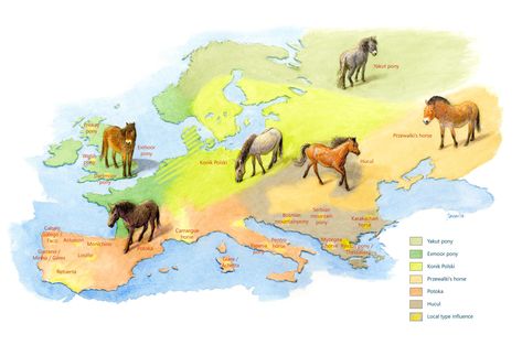 Wild horses | Rewilding Europe Herbivores Animals, Pleistocene Animals, Pre Historia, Different Horse Breeds, Pig Breeds, Horse Breeder, North American Wildlife, Life Map, America Map