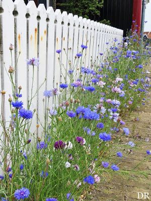 Bookish Ambition: The Pickety Fence Country Garden Flowers, Funny Vine, Side Yards, Flowers Growing, Cottage Garden Design, Flower Garden Design, White Picket Fence, Cottage Gardens, Backyard Inspiration