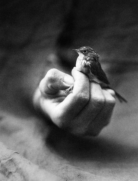 His Eye is On The Sparrow Art Of Letting Go, Sylvia Plath, Valerian, Perfect World, William Shakespeare, Little Bird, In The Woods, White Photography, Black And White Photography