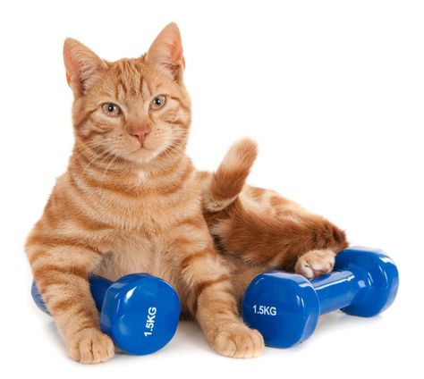 Get fit with your feline fitness guru: Exercising with Your Cat: A How-To Guide Cat Exercise, Cat Photos, Do Exercise, Cats Illustration, Cat Care, Cats Meow, Art References, All About Cats, Cat Pin