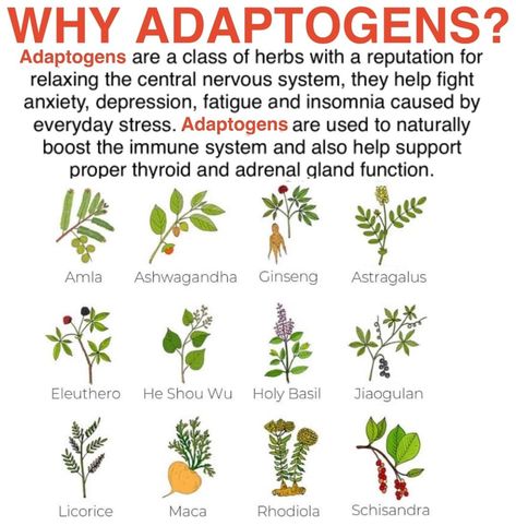 Best Adaptogens For Women, Natural Adaptogens, What Are Adaptogens, Medical Herbs To Grow, Herbs For Energy, Adrenal Support, Insomnia Causes, Encyclopedia Of Herbal Medicine, Healthy Supplements