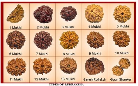 Rudraksha (Botanical name: Elaeocarpus ganitrus) is a large evergreen broad-leaved tree whose seed is #traditionally used for prayer beads in Hinduism. Lord Shankar, Rudraksha Mala, Om Namah Shivay, Rudraksha Beads, Vedic Mantras, Lord Shiva, Mini Cupcakes, Shiva, Healthy Life