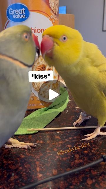 Beaker the Bird on Instagram: "It’s been awhile since Beaker got a kiss from Tink! #kiss #birdsofinstagram #parrotsofinstagram #talkingbird #talkingparrot #cuteanimals #funnyanimals #irn #love" Talking Birds, Talking Parrots, December 22, A Kiss, Parrot, Funny Animals, Cute Animals, Kiss, Birds