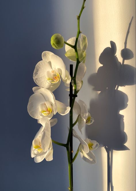 Orchid In Nature, Orchid Flower Aesthetic, Orchids Aesthetic, Japanese Florals, Orchid Aesthetic, Dorm Plants, Blurry Lights, Orchid Photography, Orchid Flower Arrangements