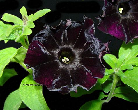 Black Velvet Petunias for the porch Black Velvet Petunia, Black Siblings, Trailing Petunias, Black Petunias, Evergreen Flowers, Goth Garden, Gothic Garden, Black Garden, House Plants Decor