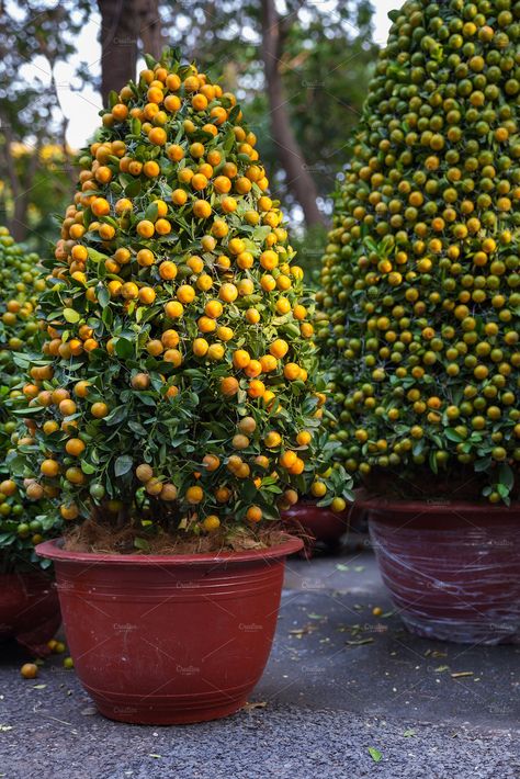 Tet Kumquat Trees, Vietnam by Travel Photography on @creativemarket Palm Plant Care, Kumquat Tree, Palm Tree Photography, Garden Plant Pots, Tower Garden, Organic Vegetable Garden, Palm Plant, Fotografi Alam Semula Jadi, Annual Flowers